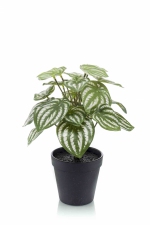 Peperomia bush 27cm green/grey in black pot 11cm